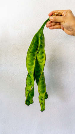 Hand holding a bitter bean or twisted cluster bean on isolated white backgrounds. Parkia speciosa, It bears long, flat edible beans with bright green seeds.の写真素材
