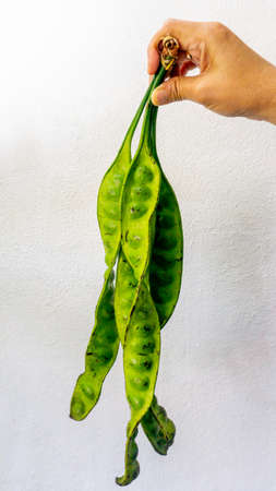 Hand holding a bitter bean or twisted cluster bean on isolated white backgrounds. Parkia speciosa, It bears long, flat edible beans with bright green seeds.の写真素材