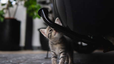 Cute small shy baby kitten looking at the camera. Selective focus on object.の写真素材