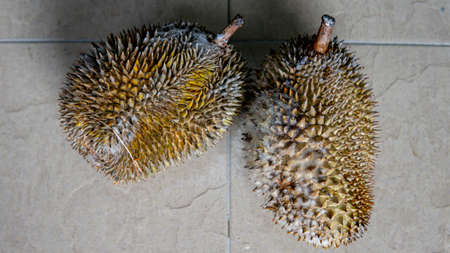 Top detail view of two ripe Durian fruit after fall from tree. King of fruits in Southeast Asian....