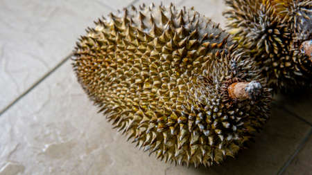 Close up detail view of ripe Durian fruit after fall from tree. King of fruits in Southeast Asian. Have strong smell and thorn-covered rind.の写真素材