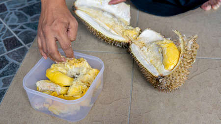 Hand Opened up Durian fruit and stored it inside a plastic food container for making a Tempoyak or...