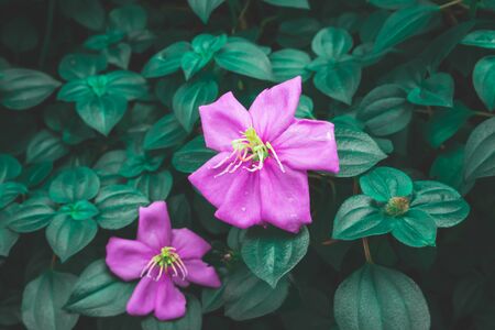 Pink petals blossom, Spanish shawl is flowering groundcover plant blooming on dark green leaves,...