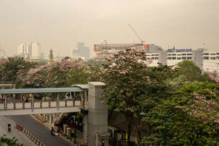 Bangkok, Thailand-February 7, 2020: Pink Trumpet tree flower know as Pink Tecoma or Tabebuia rosea plant begin blooming at Chatuchak park Phaholyothin road, beside Bts train station under cloudy sky with PM 2.5 air pollutionのeditorial素材