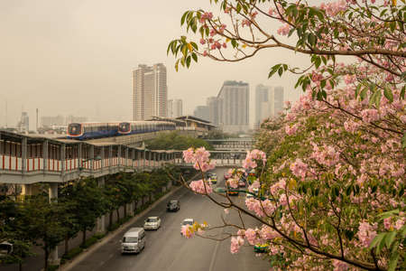 Bangkok, Thailand-February 7, 2020: Pink Trumpet tree flower know as Pink Tecoma or Tabebuia rosea plant begin blooming at Chatuchak park Phaholyothin road, beside Bts train station under cloudy sky with PM 2.5 air pollutionのeditorial素材