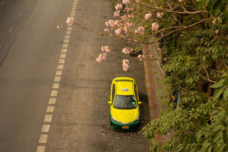 Bangkok, Thailand-February 7, 2020: The taxi cars waiting for passenger near Bts train station beside Pink Trumpet tree flower blossom know as Pink Tecoma or Tabebuia rosea plant begin blooming at Chatuchak park Phaholyothin roadのeditorial素材
