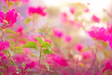 Selective focus image, young bud of leaves blossom on blurred pink petals Bougianvillea flower plant blooming as a backgroundsの写真素材
