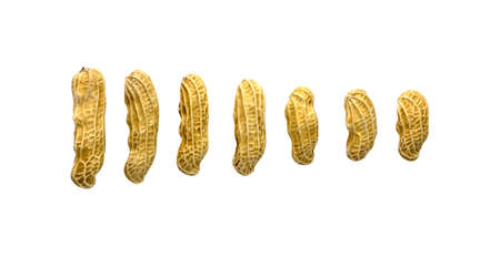 A row of brown Peanut seeds know as Gruondnut , Monkeynut or earthnut, isolated on white background...