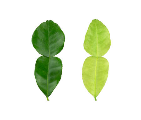 Green Kaffir lime leaves plant know as makrut vegetable or Thai lime leaf and citrus fruit, herbal...