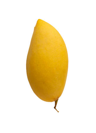 Single yellow ripe mango fruit isolated on white background, die cut with clipping path
