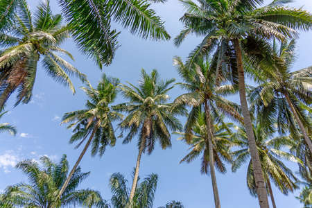 Upward view to coconut green leaves, gray stem and high trunk with fruits under white clouds and...