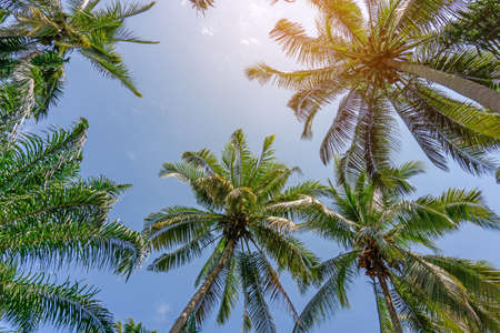 Upward view to coconut green leaves, gray stem and high trunk with fruits under white clouds blue...