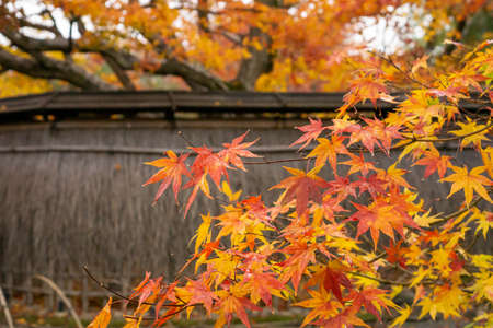 Branches of golden and red leaves of maple trees in a garden, selective focus on blurry  background