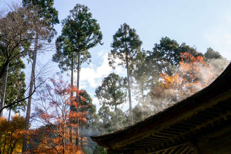 Upward view image to the roof, pine tree and red and colorful leaves of maple in autumn season on...