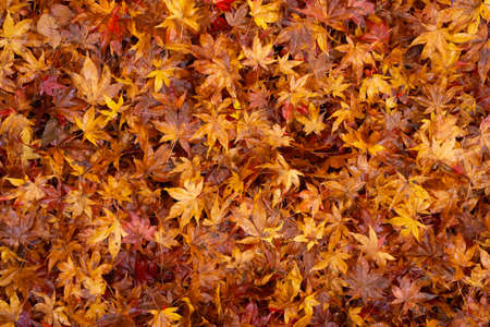 Top view image of a heap red and yellow maple leaves backgroundの写真素材