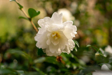 A bunch of white petals of Azalea flower plant blooming on green leaves blurred backgroundの写真素材