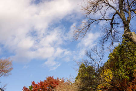 upward view above the jangle, pine trees forest and colorful maple tree under bluesky in autumn...