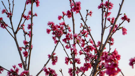 Bunches of pink petals of Prunus cerasoides flower blooming on the tree under white sky, know as...