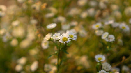 Field of white petals Marguerite daisy flower blooming on blurry green leaves background