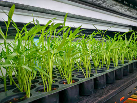 Vegetable plantation in organic farmland, young green Morning glory seedling spreading in black...