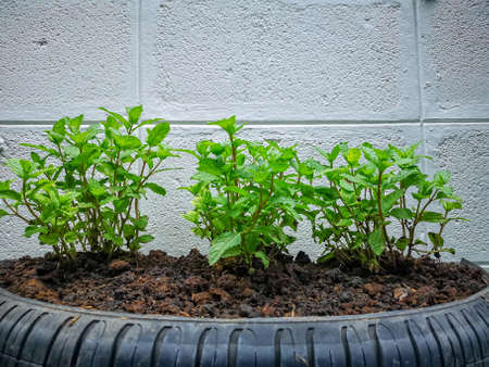Green Peppermint herb plant planting on brown soil in black old tire, the recycle material in vegetable backyardの写真素材