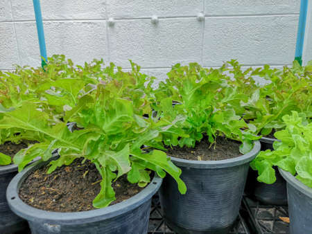 Vegetable plantation in organic farmland, young green and red oak leaf lettuce seedling spreading on brown soil in black plastic pot in nursery under shading of greenhouseの写真素材