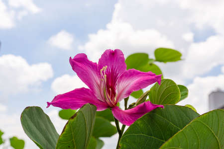 Beautiful pink petals of Purple Bauhinia Orchid tree on blur clouds and blue sky background, known as Hong kong Orchid and Butterfly tree, tropical plant in southeast asiaの写真素材