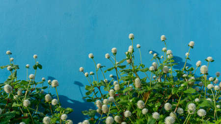 Branches of white petals of Pearly everlasting flower blossom on greenery leaves, blue color concrete wall backgroundの写真素材