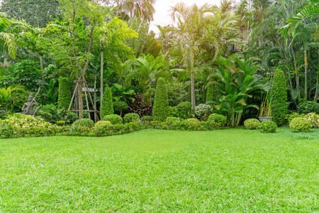 Fresh green grass smooth lawn as a carpet with curve form of bush, trees in a backyard, good...