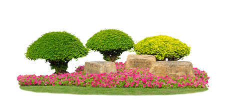 Small topiary trees pruning garden isolated on white background, decroated by green yellow leaves ficus shrub plant, pink flower and sand stone on green grassの写真素材