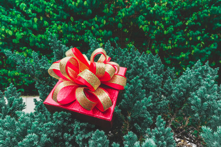 A red gift box with golden ribbon put on green leaves of small pine tree for celebrate, surprise Christmas and happy new yearの写真素材