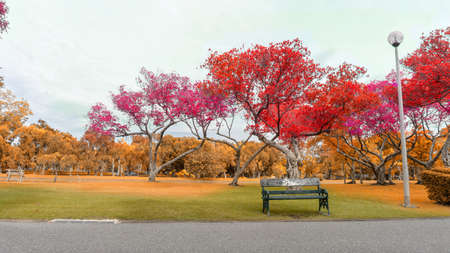 Autumn colorful leaves trees with pink orange and yellow leaf on fresh green and dry grass lawn,...