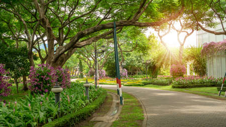 Orchids garden in a park, Pink Dendrobium hybrid orchid blossom on the trees, pink Siam tulip or Summer tulips and flowering plant blooming beside a walkway grey pavement under sunshine morningの写真素材