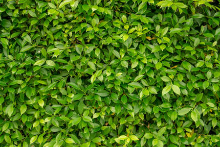 Green leaf wall of Ficus shrub plant, closeup image for greenery  nature background