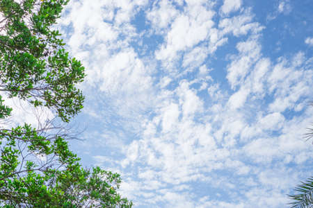 Upward view of soft wave of fluffy white clouds on vivid blue sky, evergreen leafs trees on frameの写真素材