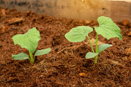 Green leaves seedling or sprout of young pumpkin plant growing on brown coconut shell's hair soil...