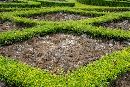 Preparing soil in green leaves Philippine tea boderfor plantation of the planting garden nursery in a parkの写真素材