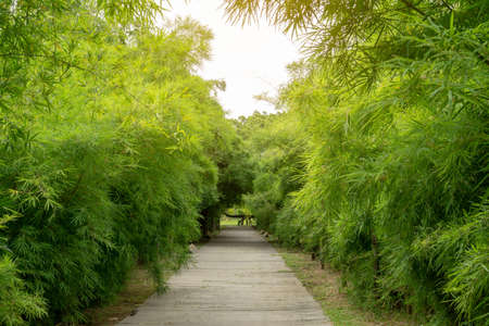 A grey concrete walkway among row of fresh green leaves bamboo trees under sunlight morningの写真素材