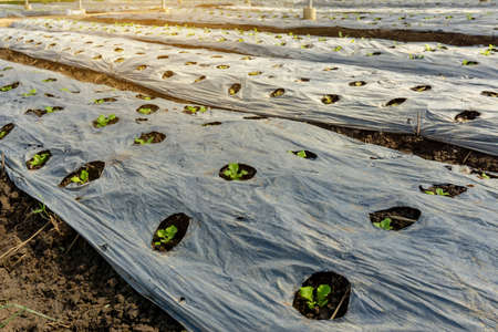 Vegetable plantation in organic farmland, young green leaf lettuce seedling spreading on brown soil cover by black plastic sheet in nursery under shading of greenhouseの写真素材