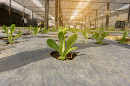 Vegetable plantation in organic farmland, young green leaf lettuce seedling spreading on brown soil cover by black plastic sheet in nursery under shading of greenhouseの写真素材