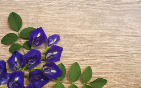 Top view of beautiful blue Butterfly pea, known as bluebell vine or Asian pigeon wings, decorate on a brown wooden background with copy spaceの写真素材