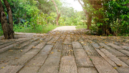 Free form pattern of black stone walkway and white gravel in garden of park, greenery fern epiphyte topical plant, shrub and bush under shading of the trees, good care maintenance landscapingの写真素材
