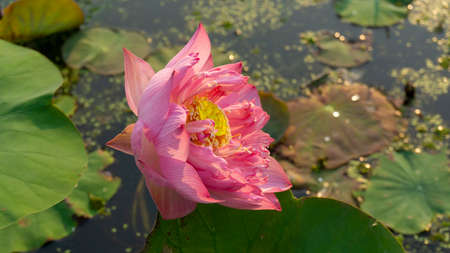 Pink petal of Lotus flower water plant blooming on green leaves in a pond