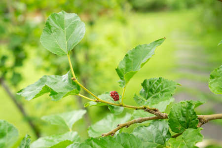 Mulberry plant in agriculture garden with red fruit and green leavesの写真素材