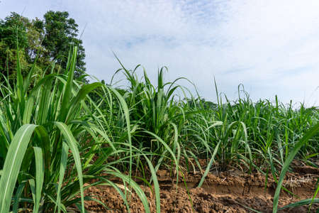 Field of green leaf Sugarcane in agriculture planting farm land under blue sky