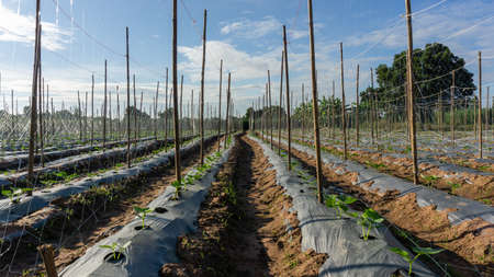 Field of Cucumber green leaves vegetable plantation farm land