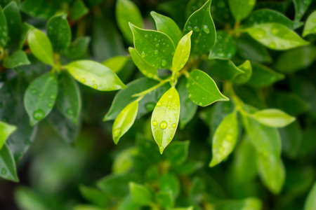 Fresh green leaves of Ficus shrub plant with dew droplets bubble of water on shiny skin greenery leaf, close up photoの写真素材