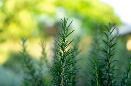 Rosemary fragrant herb is edible woody perennial plant with greenery needle-like leaves in...