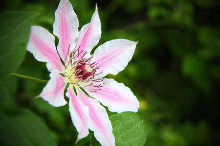 Clematisの写真素材