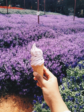 Lavender icecream in Lavender Garden, Cameron Highlands